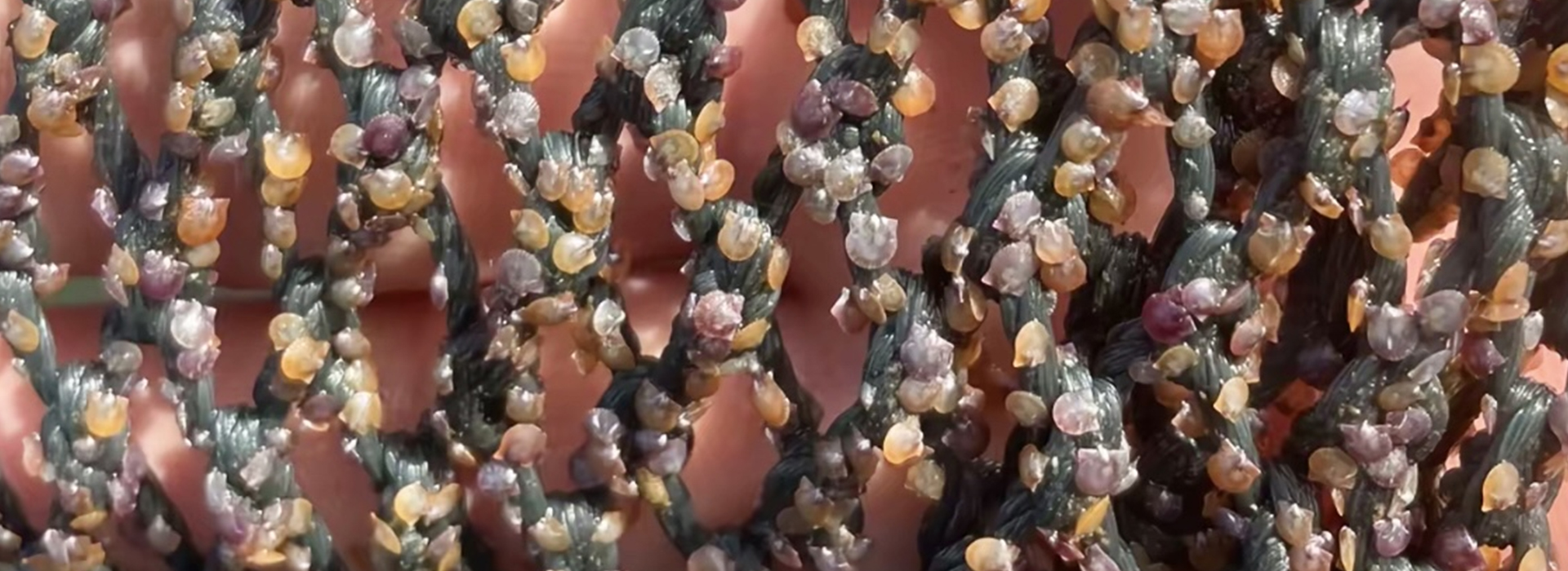 堅(jiān)持以市場(chǎng)為導(dǎo)向，以科技為根本，以創(chuàng)新為源泉，以品質(zhì)為生命